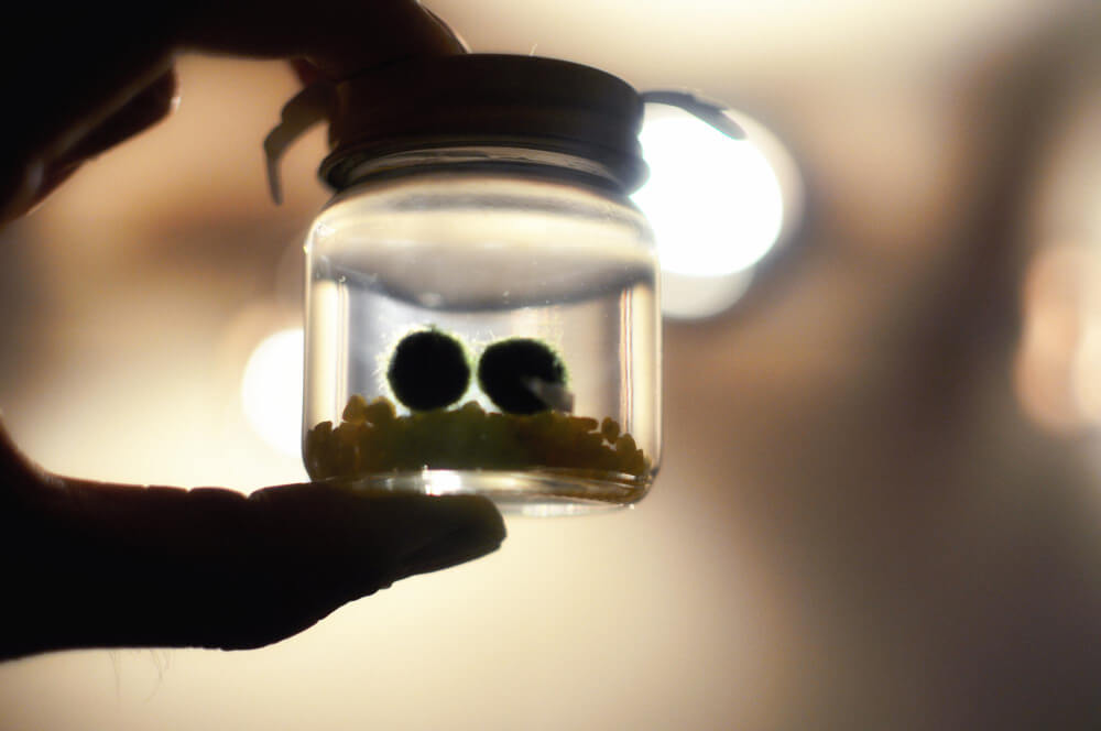 marimo alga palla in barattolo con tappo